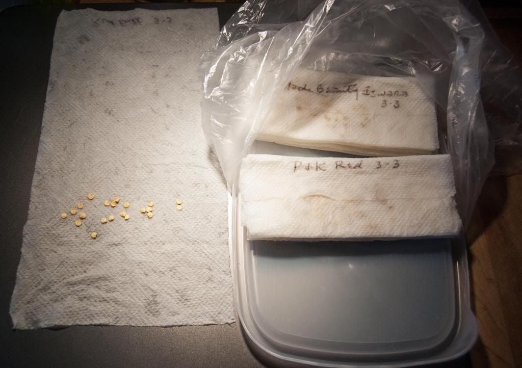  photo pre-germinatingeggplantsandpeppers_zpscc55cd69.jpg